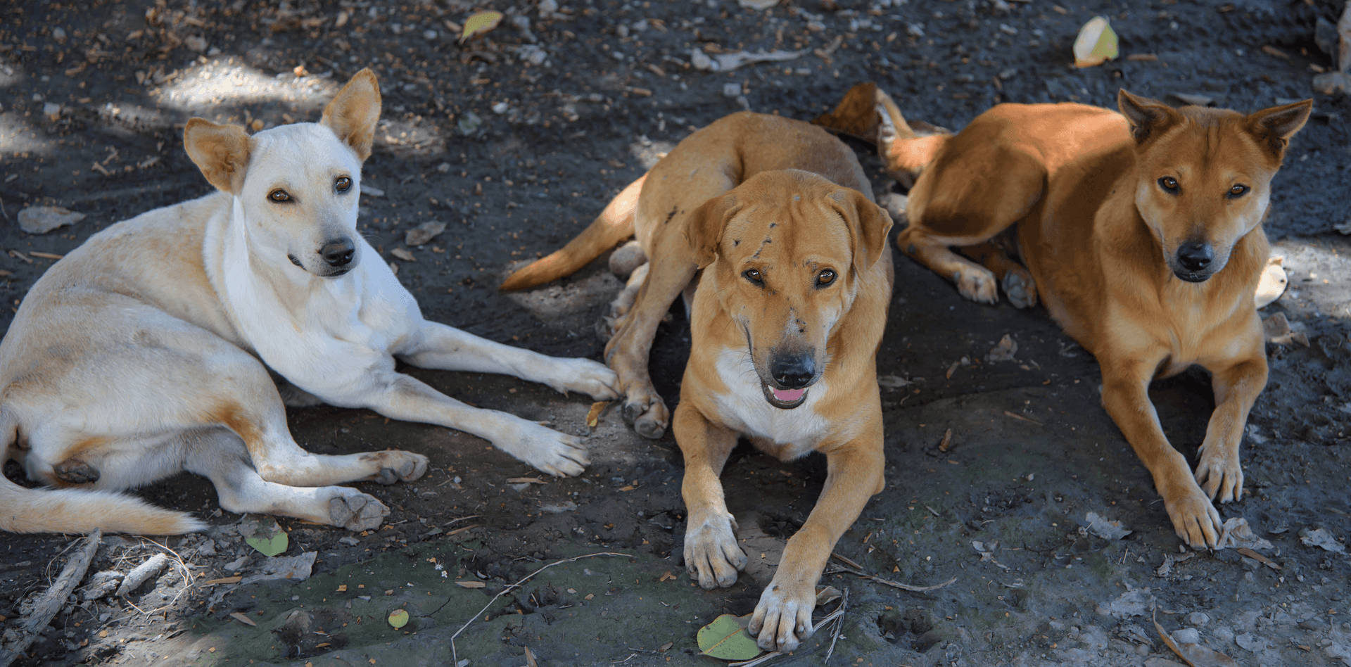 Supreme Court stray dog order Delhi-NCR