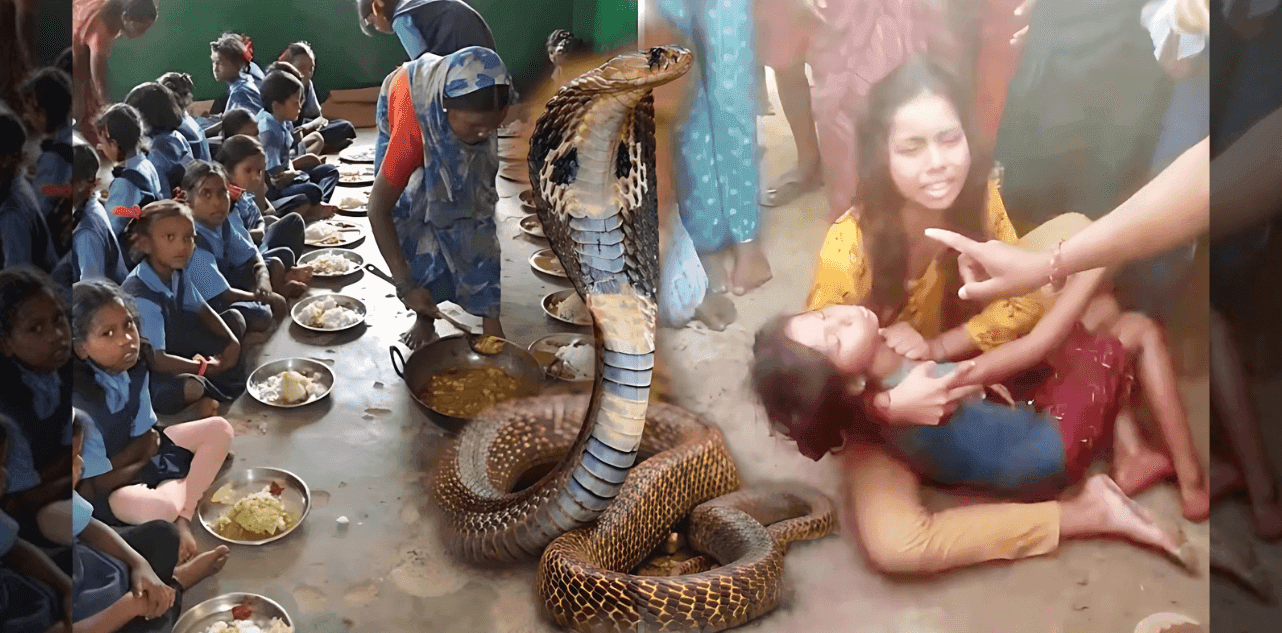 Dead snake in school meal