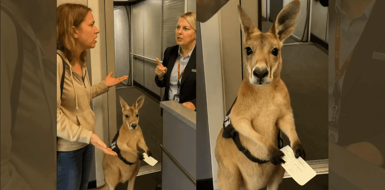 Kangaroo in Airport