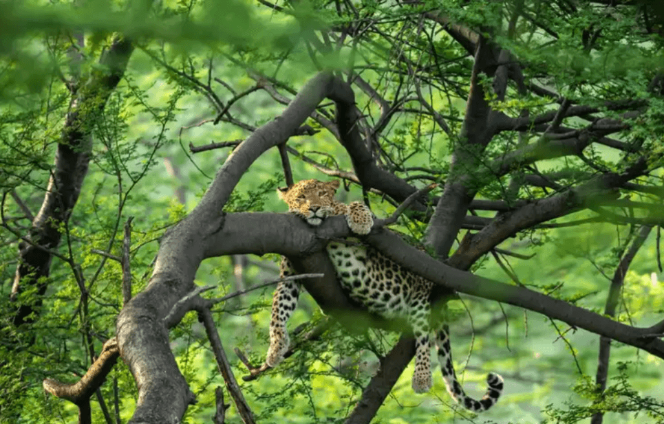 Six National Parks Where You Can Spot Leopards in India