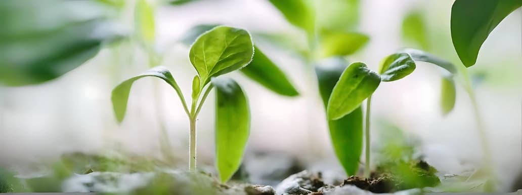 Scientists Resurrected the Mystery Tree with Medicinal Properties from 1,000-year-old seed
