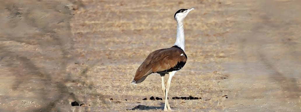 Saving the Great Indian Bustard: A Historic Milestone