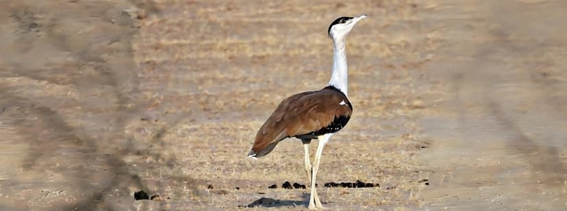 Saving the Great Indian Bustard: A Historic Milestone