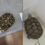 Wildlife Smuggling Racket