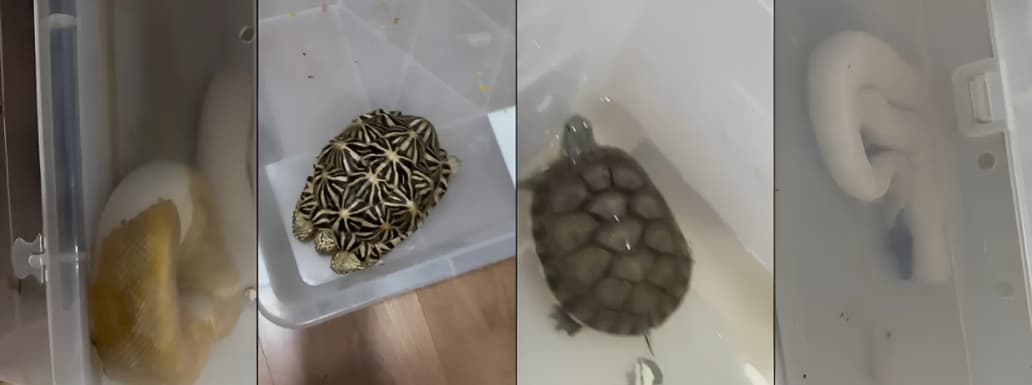 Wildlife Smuggling Racket Busted; Rescued Exotic Reptiles and Rare Snakes Worth INR 10 Lakhs