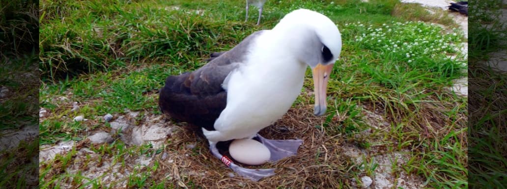 Wisdom, the World’s Oldest Known Wild Bird, Lays Another Egg at 74