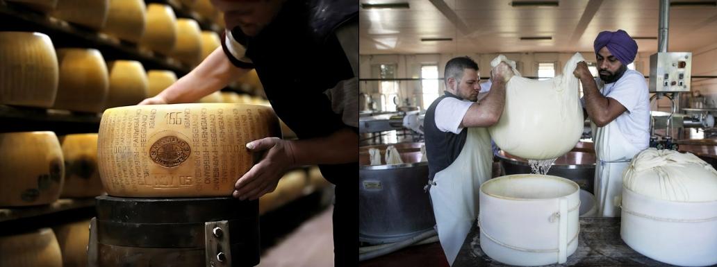 The Connection of Parmesan and Punjab – Sikh Immigrants Behind the Italian Cheese Industry