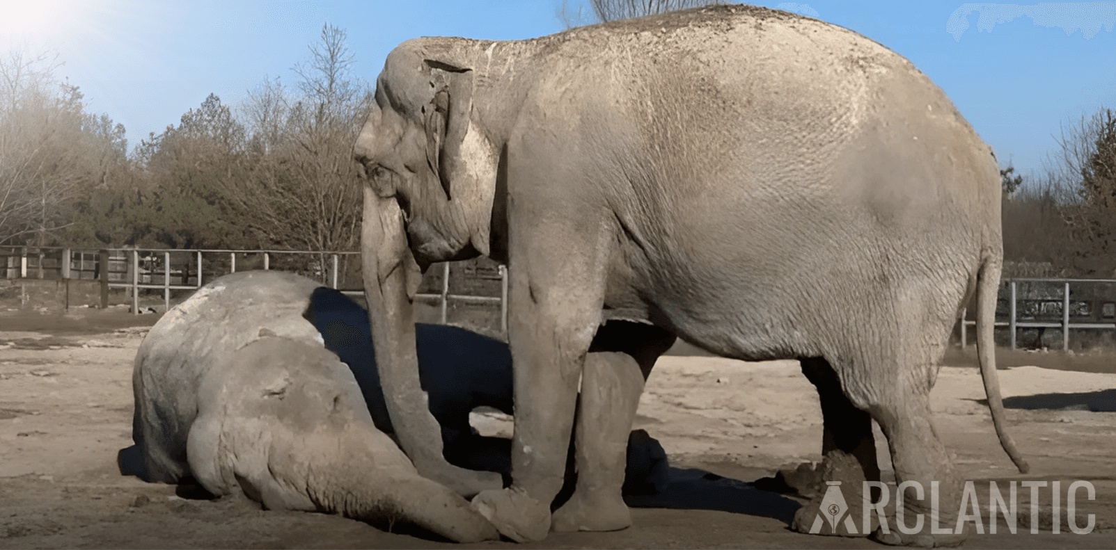 Elephant Mourns her friend’s Death in Russia