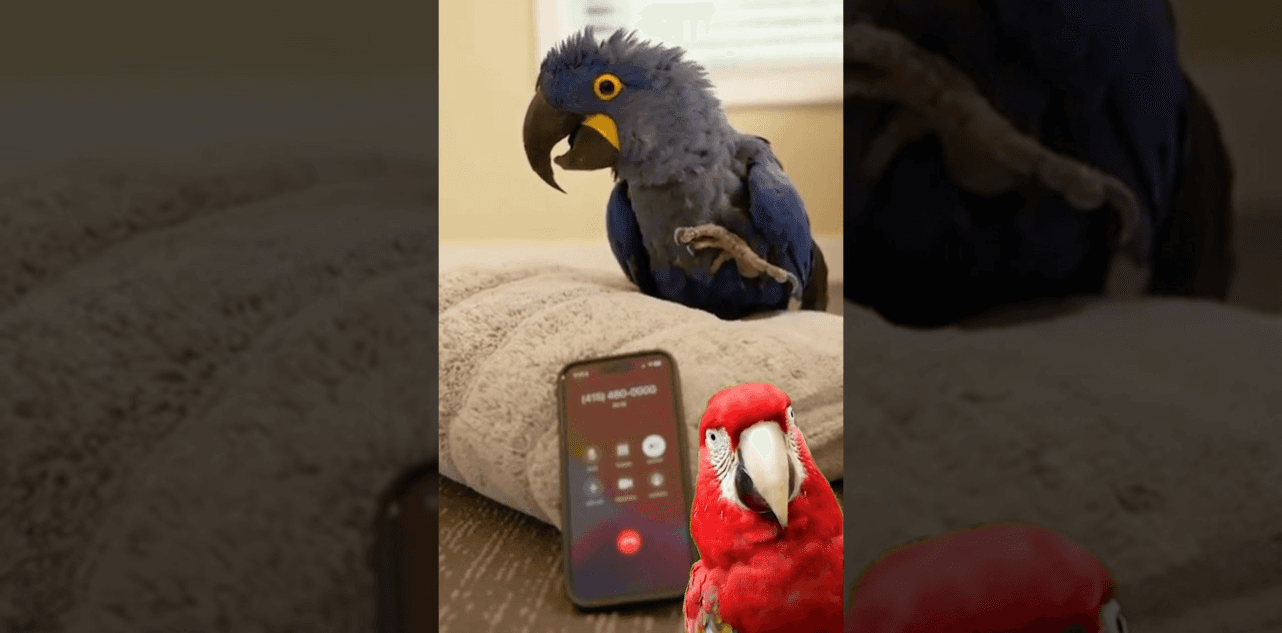 AI Phone Operator Entertains People with an Interview of a Parrot